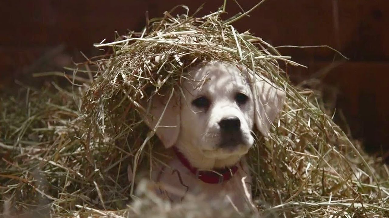 Puppy in hay