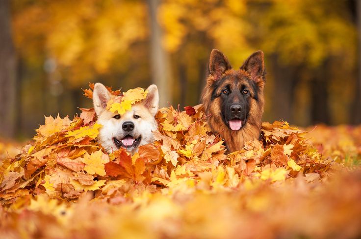 Dogs in leaves